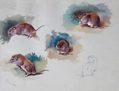 Studies of a mouse Signed with initials and dated Sept by Archibald Thorburn, Watercolour and bodycolour over pencil, sold Mar 2015