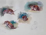 Studies of a mouse Signed with initials and dated Sept by Archibald Thorburn, Watercolour and bodycolour over pencil, sold Mar 2015