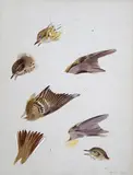 Studies of a thrush Signed with initials and dated Ap by Archibald Thorburn, Watercolour and bodycolour over pencil, sold Mar 2015