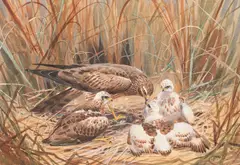 Marsh Holliers with Chicks by John Cyril Harrison, watercolour, sold Jun 2012