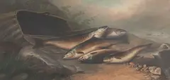 The Day's Catch of Salmon/Trout by John Bucknell Russell, oil on canvas, sold Jun 2012