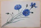 Branche de bleuets by Pancrace Bessa, 1821, Aquarelle sur vélin, sold Dec 2012
