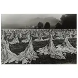 Harvesting Tobacco, A Field of Cut Barley Tobacco, Upper Brush Creek by Rob Amberg, 1993, Gelatin silver print, sold Jul 2023