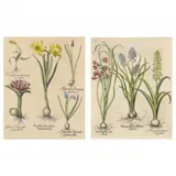 Two Floral Illustrations from Hortus Eystettensis by Basilius Besler, Hand-colored engravings, sold Jul 2023