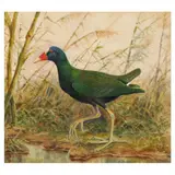 Purple Water Hen by E. J. Hoy, Watercolor and ink on paper, sold Jul 2023