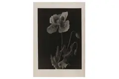 Untitled by Bruce Rae, Silver gelatin print, image size, offered Dec 2021