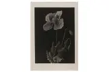 Untitled by Bruce Rae, Silver gelatin print, image size, offered Dec 2021