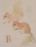 Squirrels Pencil and by Mildred E. Eldridge, 1970, Pencil and watercolour, offered Feb 2018