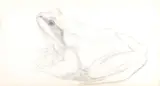 Frog Pencil 4.5 x 8cm (2 x 3 Â¼ in.) by Joseph Wolf, Pencil, offered Dec 2017