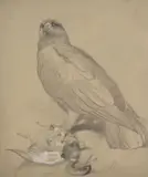 Golden Eagle and Mallard Pencil with white heightening 23 x 19cm (9 x 71/2in.) Provenance: with Holland & Holland, London by Archibald Thorburn, Pencil with white heightening, offered Dec 2017