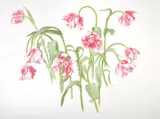 Parcot Tulip Paradiso Watercolour and bodycolour Signed and dated 1984 by Coral Guest, 1984, Watercolour and bodycolour, sold Nov 2017