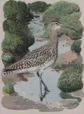 Whimbrel Watercolour Signed by Charles Frederick Tunnicliffe, Watercolour, sold Oct 2017