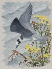 Black Tern Watercolour Signed by Charles Frederick Tunnicliffe, Watercolour, sold Oct 2017