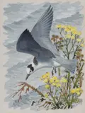 Black Tern Watercolour Signed by Charles Frederick Tunnicliffe, Watercolour, sold Oct 2017