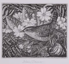 Wren and primroses Etching Signed in by Robin Tanner, Etching, offered Oct 2017