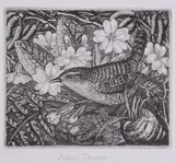 Wren and primroses Etching Signed in by Robin Tanner, Etching, offered Oct 2017