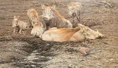 Warthog Snppi, The beauty Salon by Alan M. Hunt, oil on board, sold Nov 2021