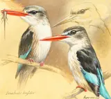 Brown hooded Kingfisher by Ingrid Weiersbye, watercolour and gouache, sold Oct 2021