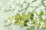 Ducks and magnolia, photolithograph by Charles Frederick Tunnicliffe, pencil and with, sold Oct 2021
