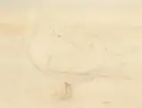 A study of white ducks preening their feathers by K. Mackie, watercolour, offered Aug 2021