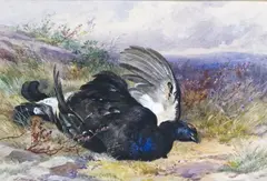 Mallard; Blackcock A pair, both signed and dated 69 Both watercolour heightened with bodycolour Each 17 x 24cm; 6¾ x 9½in (2) ++Mallard by James Hardy junior, watercolour, sold Mar 2015