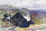 Mallard; Blackcock A pair, both signed and dated 69 Both watercolour heightened with bodycolour Each 17 x 24cm; 6¾ x 9½in (2) ++Mallard by James Hardy junior, watercolour, sold Mar 2015