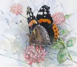 Butterflies: Large Blue; Small Tortoiseshell; Peacock; Checkered Skipper A set of four, all signed by Gordon Beningfield, Watercolour and bodycolour Each, sold Mar 2015