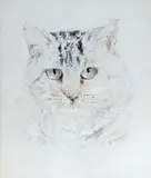 Study of a cat Signed Coloured chalk on grey paper 23.5 x 20cm; 9¼ x 8in Exhibited: Lowndes Lodge Gallery, Nov by William Huggins, drawing, offered Mar 2015