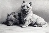 Hope, Cairn Terriers Signed Etching, published by Frost & Reed, 1929, from an edition of 325 with blind stamp 29 x 41.5cm; 11½ x 16¼in ++In good condition by Herbert Dicksee, Etching, published by Frost & Reed, sold Mar 2015