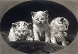 With blind stamp by Herbert Dicksee, Mezzotint, published by Frost & Reed, sold Mar 2015