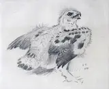 Untitled by Archibald Thorburn, 1898, Pencil, sold Mar 2015