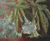 Datura, 1996 oil on canvas, framed signed and dated lower left, gallery label to reverse 59 x 49cm by Joseph Sevier, oil on canvas, sold Feb 2015