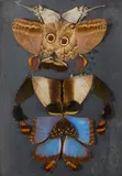 Papillons de Colombie - Série « Grosses têtes » by Pierre Bettencourt, 1961, Collage d’ailes de papillons, sold Apr 2023