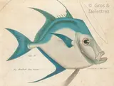 Le poisson saint-pierre by Aloys Zötl, Plume et aquarelle sur papier, sold Oct 2020