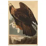 Golden Eagle , Havell Edition by John James Audubon, Hand-colored engraving with etching and aquatint, sold Jun 2023