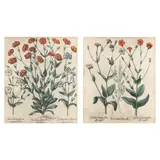 Two Botanical Illustrations from Hortus Eystettensis by Basilius Besler, Hand-colored engravings, sold May 2023