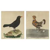 Two Bird Engravings by François-Nicolas Martinet, Each a hand-colored engraving on laid paper, sold May 2023