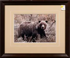 Autumn Grizzly by Thomas D Mangelsen, 1984, chromogenic print, sold Sep 2024