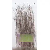 Veiled Nature Series by Gordon Huether, acrylic, sold Sep 2024