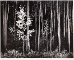Aspens by Ansel Adams, Gelatin Silver Print 15"x19" Image. Originally executed in 1958, sold Aug 2026