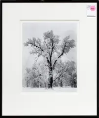 Oak Tree by Ansel Adams, gelatin silver print, sold Nov 2024