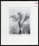 Oak Tree by Ansel Adams, gelatin silver print, sold Nov 2024