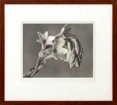 Tuberose by Imogen Cunningham, circa 1920, Watercolor Paper, sold Mar 2026