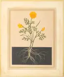 Eschschottzia (California Poppy) by J. Whiteman Parker, Engraving, sold Mar 2026
