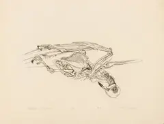 Skeleton 1 Pigeon by Theo Wujcik, Etching on Paper, sold Apr 2026