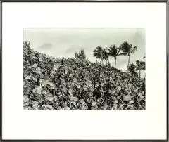 Palm Trees and Leaves by Alexis White, gelatin silver print, sold Mar 2025