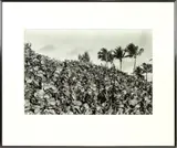 Palm Trees and Leaves by Alexis White, gelatin silver print, sold Mar 2025