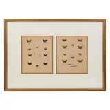 Original Color Lithographs by Butterflies Studies, Beautifully detailed color lithographs of butterflies and ca, sold Jun 2025