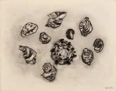 Still Life Scene of Seashells by Manfred Schwartz, Charcoal on Paper, sold Jun 2026