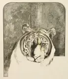 British, A head study of a tiger, Artist s Proof lithograph by Bryan Organ, lithograph, sold Aug 2021